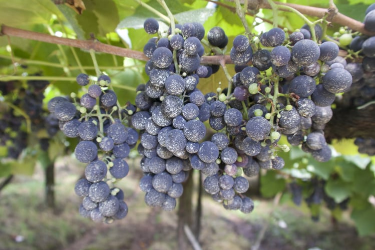 imagem de uvas roxas na indústria vinícola chilena