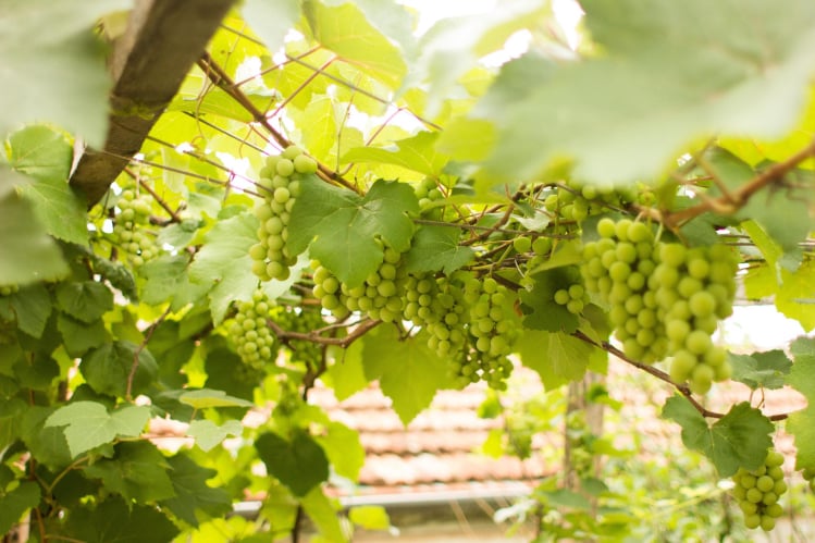 imagem de parrera de uvas verdes na indústria vinícola chilena