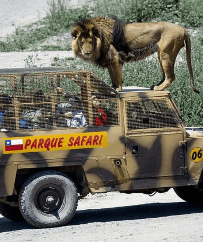 Safari Felinos e Herbívoros